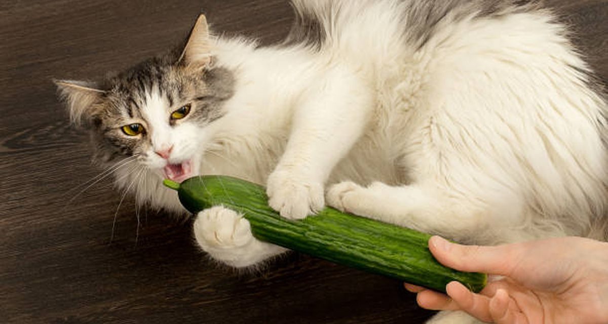 Fenomena Kucing Takut Mentimun: Benarkah Berdampak Buruk?