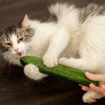 Fenomena Kucing Takut Mentimun: Benarkah Berdampak Buruk?