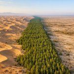 Great Green Wall! Bambu Jadi Alternatif Penahan Pasir