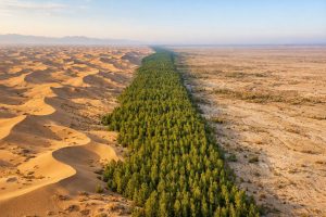 Great Green Wall! Bambu Jadi Alternatif Penahan Pasir