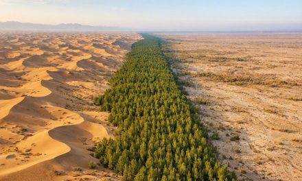 Great Green Wall! Bambu Jadi Alternatif Penahan Pasir