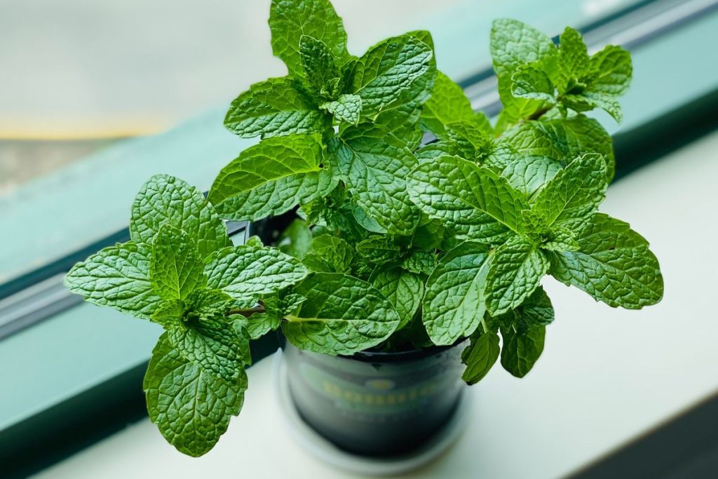 Tanaman Daun Mint