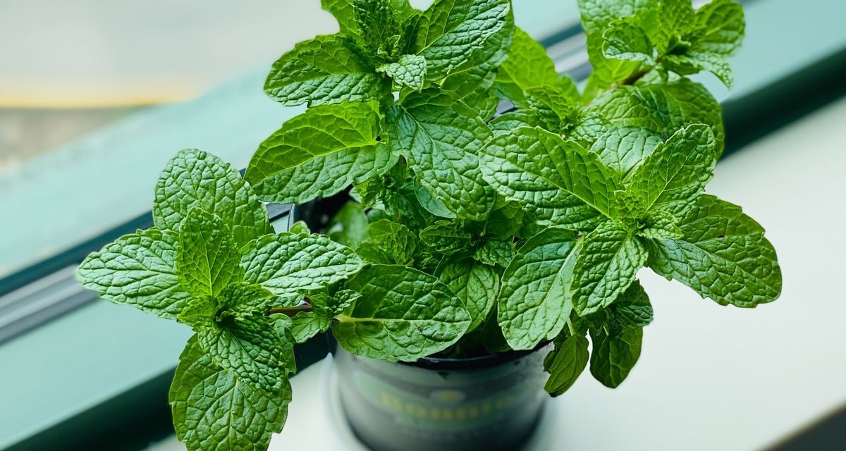 Tanaman Daun Mint Aroma Khas Dan Juga Khasiatnya Luar Biasa