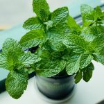 Tanaman Daun Mint Aroma Khas Dan Juga Khasiatnya Luar Biasa