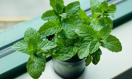 Tanaman Daun Mint Aroma Khas Dan Juga Khasiatnya Luar Biasa