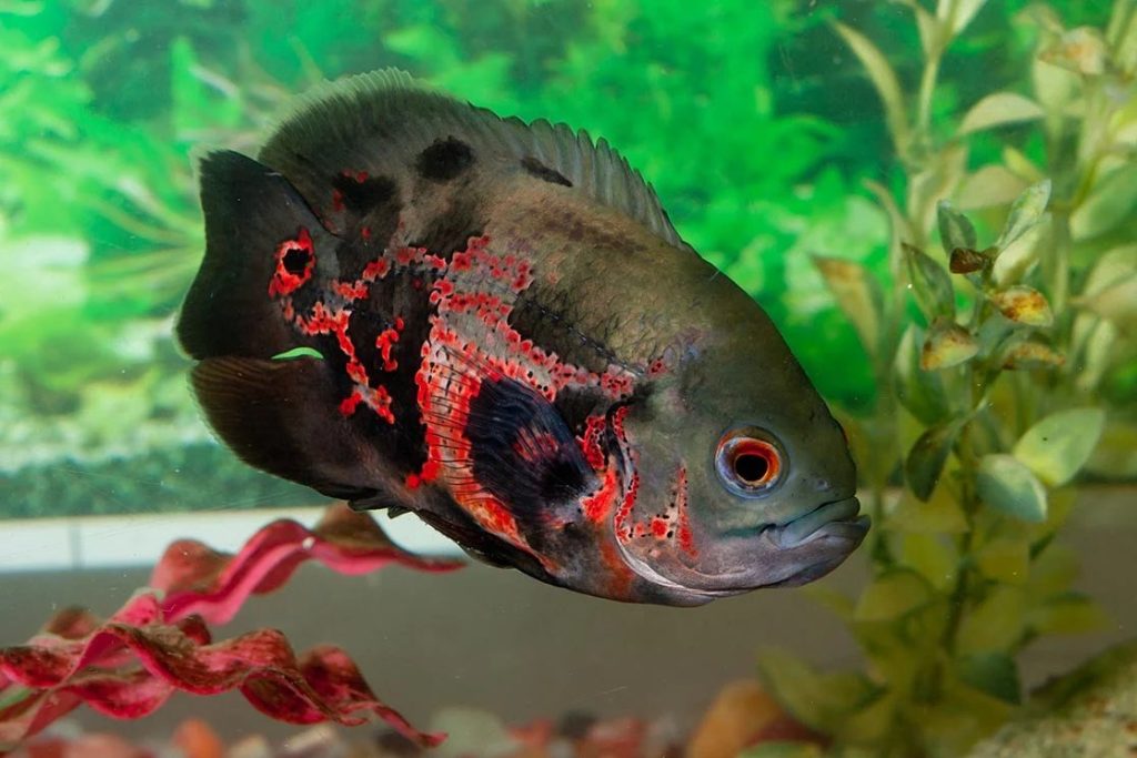 Ikan Oscar