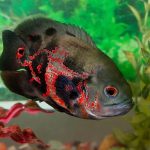 Ikan Oscar Sangat Populer Di Kalangan Penghobi Ikan Hias