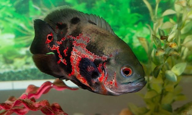 Ikan Oscar Sangat Populer Di Kalangan Penghobi Ikan Hias